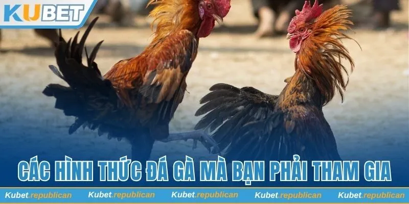 Các hình thức đá gà mà bạn nhất định phải tham gia