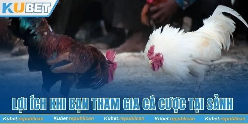 Lợi ích khi bạn tham gia cá cược tại sảnh